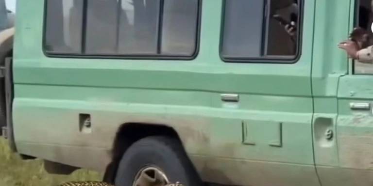 Safari wildlife viewing experience
