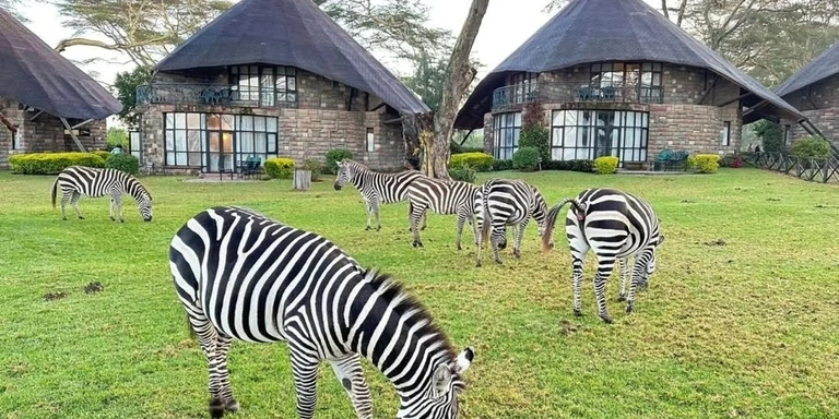 Zebra herd on the savannah
