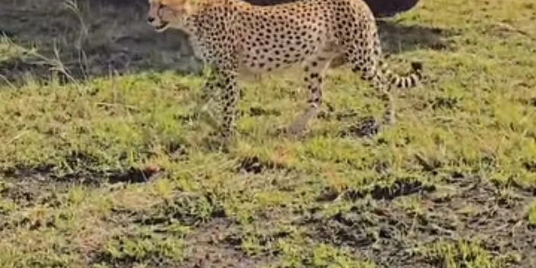 Kenya landscape and wildlife