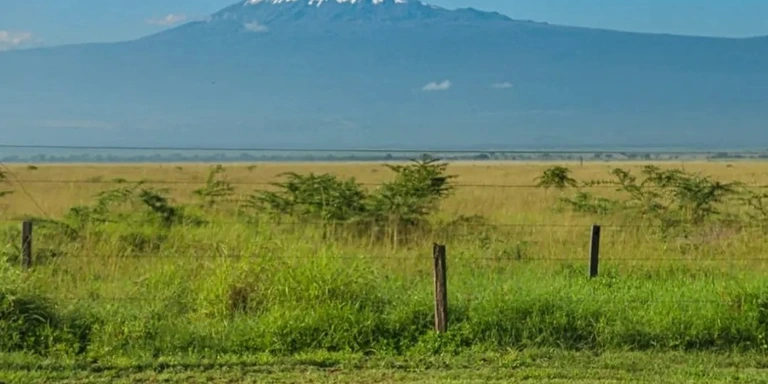 Kenya safari wildlife scene