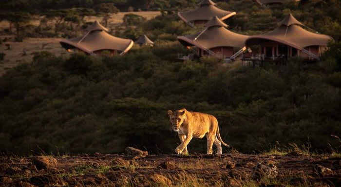 Safari vehicle on the plains