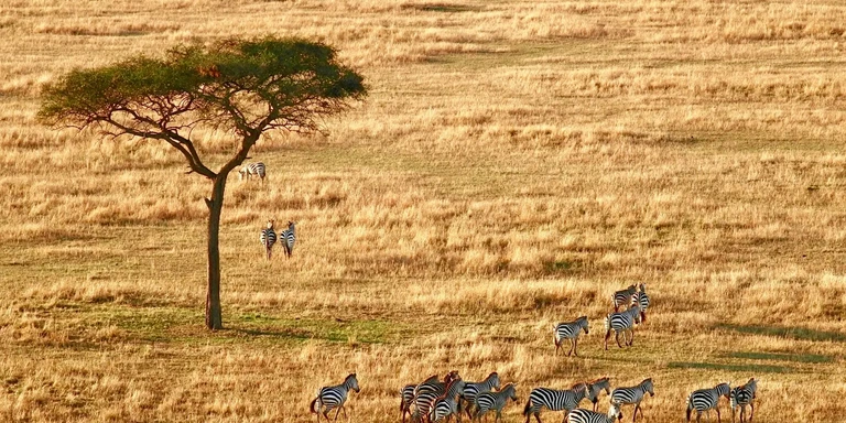 Zebra herd in the Serengeti