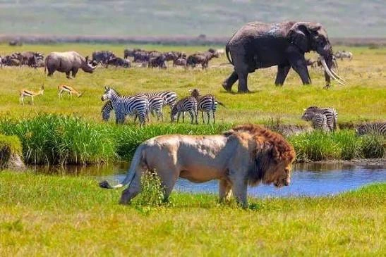 Safari vehicle on a game drive