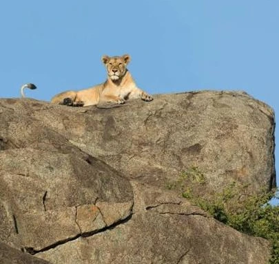 Vervet monkey on rocky surface