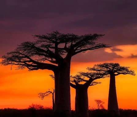 Hot air balloons flying over the Serengeti